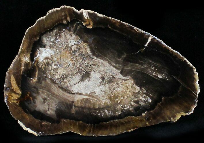 Petrified Wood Slab - McDermitt, Oregon #24226